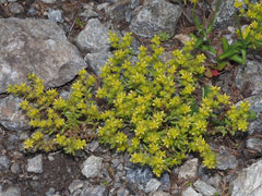 Sedum annuum