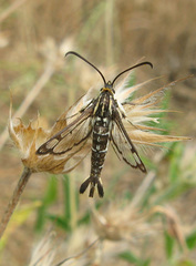 Pyropteron triannuliformis