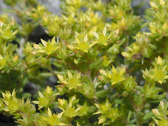 Sedum annuum