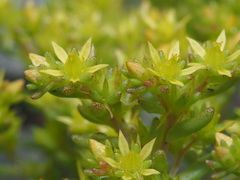 Sedum annuum