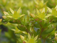 Sedum annuum