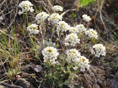 Schivereckia podolica