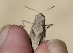 Trimerotropis thalassica