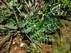 Lichtensteinia