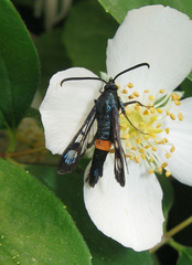 Synanthedon myopaeformis