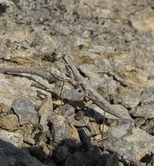 Bolivaria brachyptera