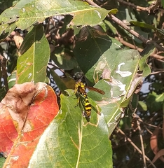 Phimenes flavopictus flavopictus