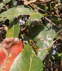 Phimenes flavopictus flavopictus