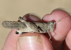 Trimerotropis thalassica