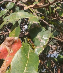 Phimenes flavopictus flavopictus