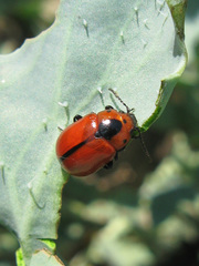 Entomoscelis suturalis
