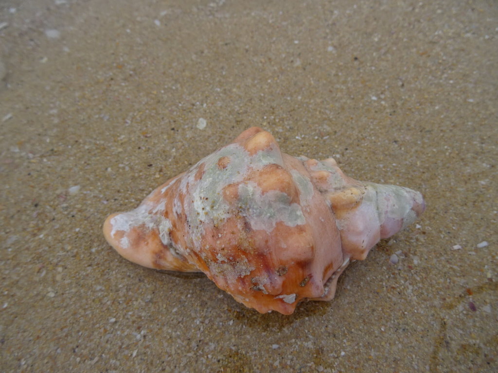 knobbed triton