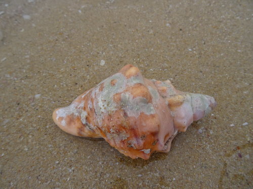 knobbed triton