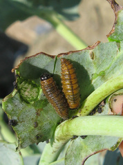 Entomoscelis suturalis