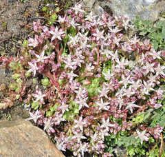 Sedum melanantherum