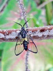 Argyroeides ophion