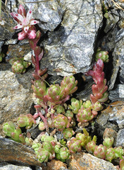 Sedum melanantherum