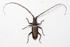 Tapinolachnus lacordairei