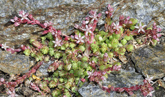 Sedum melanantherum