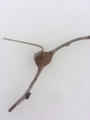 Lasioptera rubi