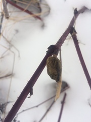 Lasioptera rubi