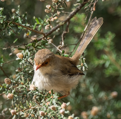 Malurus cyaneus cyaneus