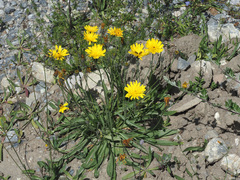 Tolpis staticifolia