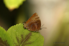 Arhopala micale