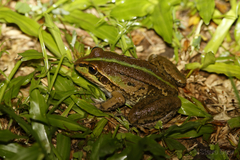 Ranoidea alboguttata