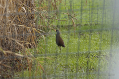 Amaurornis moluccana