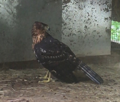 Accipiter melanoleucus