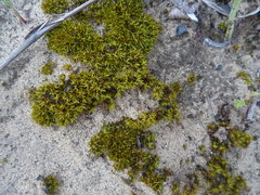 Trichostomum brachydontium