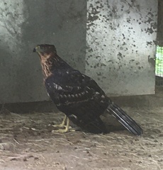 Accipiter melanoleucus