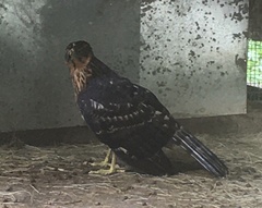 Accipiter melanoleucus