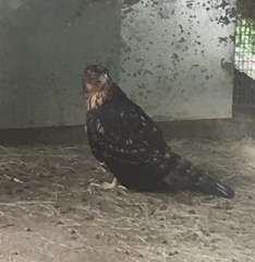 Accipiter melanoleucus