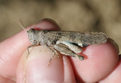 Trimerotropis thalassica