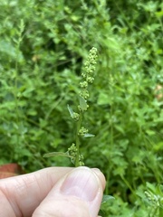 Chenopodium trigonon stellulatum