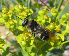 Stratiomys longicornis