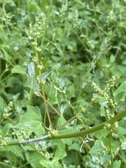 Chenopodium trigonon stellulatum
