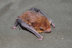 Tylonycteris fulvida