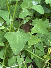 Chenopodium trigonon stellulatum