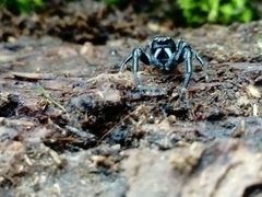 Paraphidippus