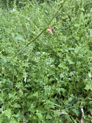Chenopodium trigonon stellulatum