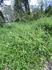 Chenopodium trigonon stellulatum