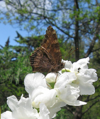 Nymphalis