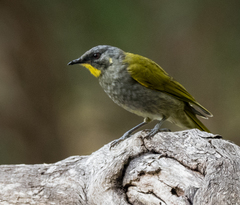 Nesoptilotis flavicollis