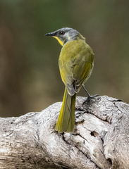 Nesoptilotis flavicollis