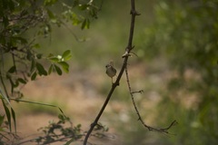 Prinia subflava affinis