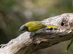 Nesoptilotis flavicollis