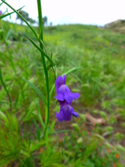 Neogaerrhinum strictum